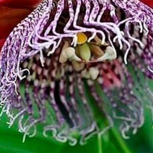 "Plants Inner Alchemy / Plantas Alquimia Interna" 2 Sessions $22usd