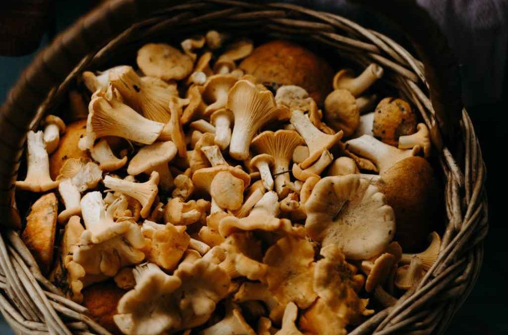 5 HONGOS COMESTIBLES QUE ALIVIAN EL ESTRÉS
