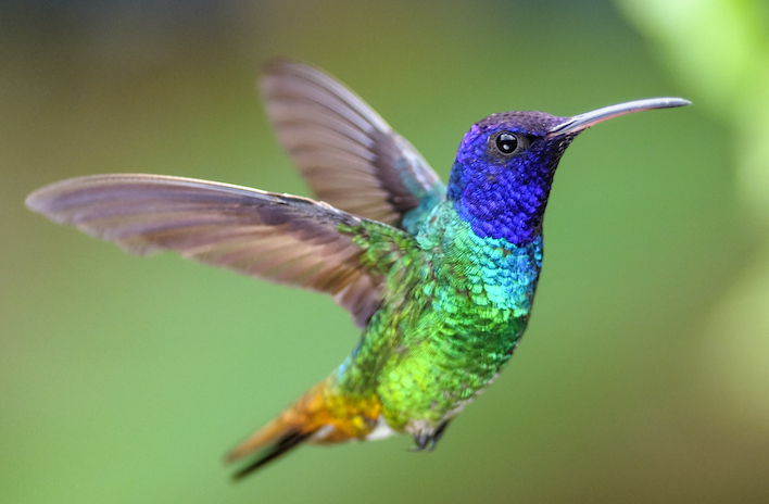 OBSERVAR LAS AVES, LA MEJOR TERAPIA CONTRA LA DEPRESIÓN, LA ANSIEDAD Y EL ESTRÉS