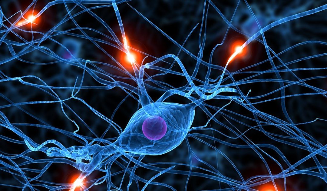 «LA CONEXIÓN INTESTINO-CEREBRO ES PODEROSA»