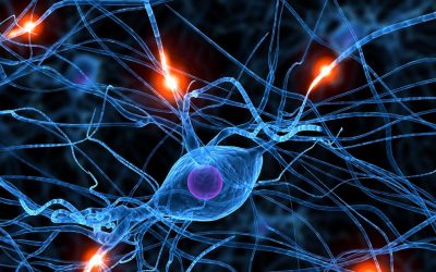 «LA CONEXIÓN INTESTINO-CEREBRO ES PODEROSA»
